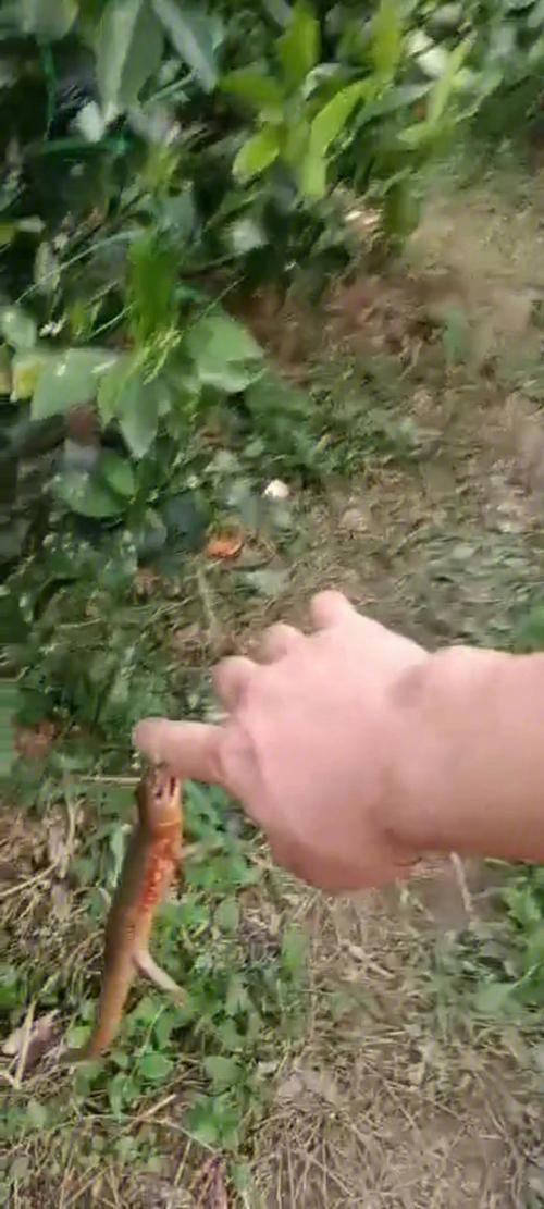 梦见黄鳝咬我脚是什么意思