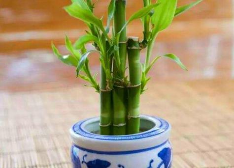 属兔的人养什么植物旺财