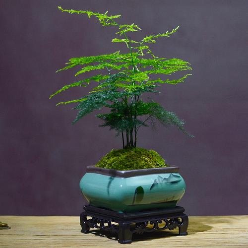 领导办公室放什么植物好
