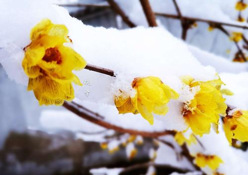 梦见雪中开花好吗