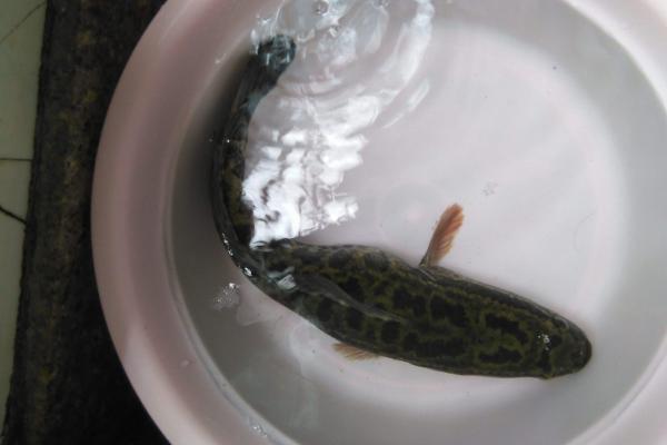 梦见捉黑鱼