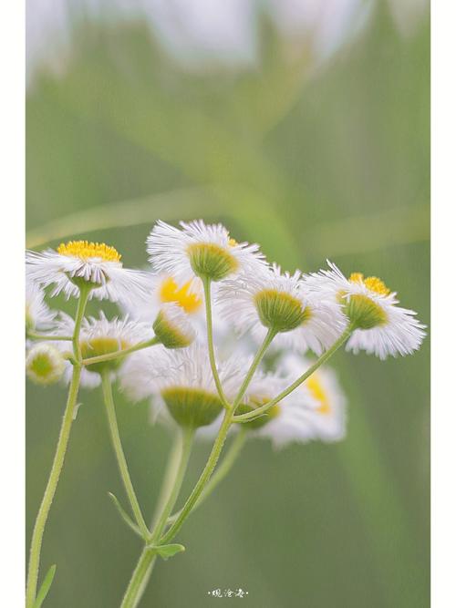 一年蓬花语