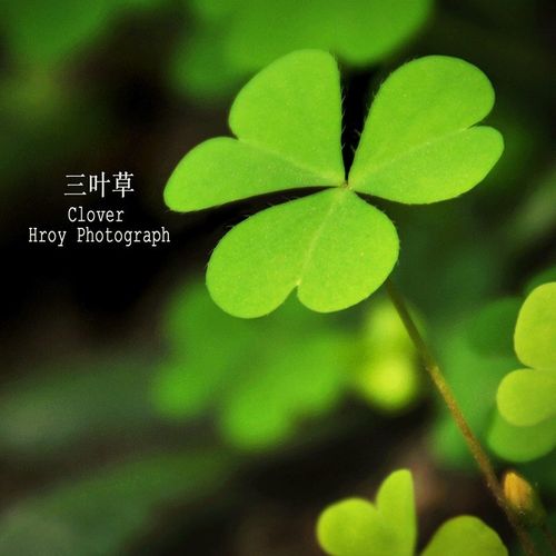 四叶草寓意是什么(四片叶子的三叶草寓意幸福)