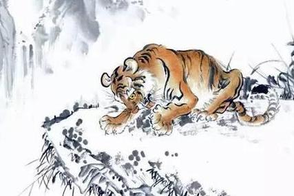 属虎的人今年运势不好