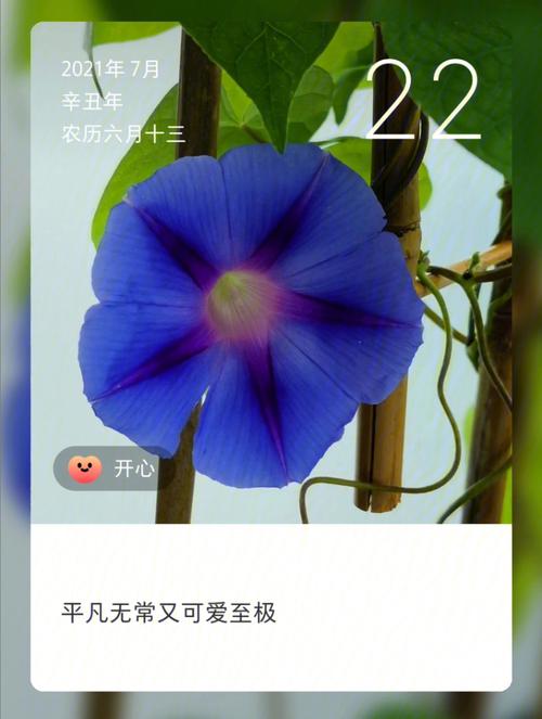 梦见牵牛花开好吗