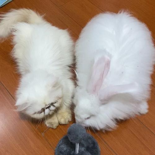 梦见自己养了兔子和猫