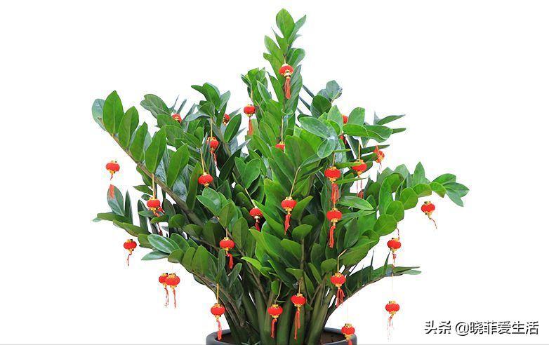 什么花镇宅辟邪招财