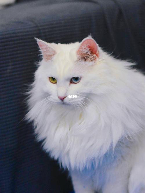 狮子女是什么品种的猫