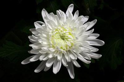 梦见白菊花