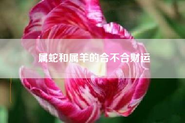 属蛇和属羊的是否合财