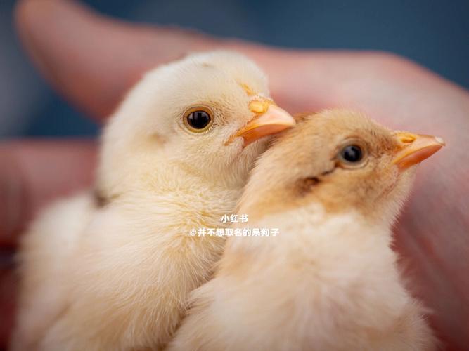鼠爸爸2017年生个鸡宝宝好吗?相冲相克吗?