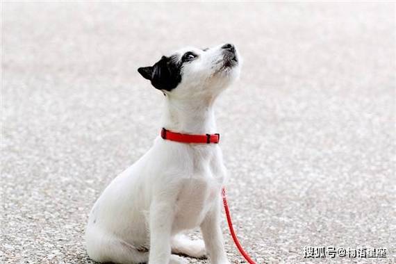 高僧预测:属狗2022年脱单
