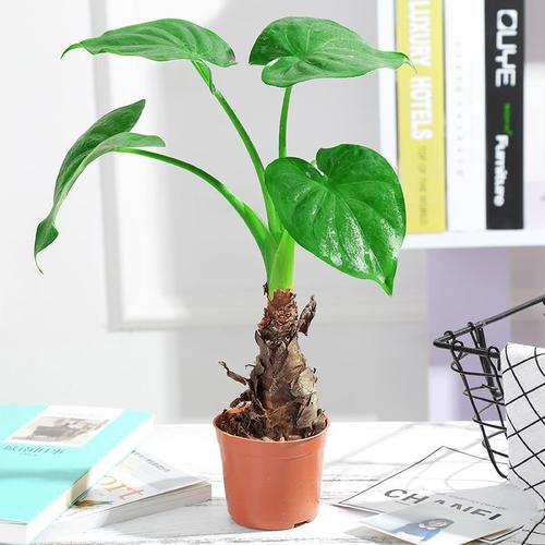 家居植物摆放宜忌,摆放植物的风水讲究