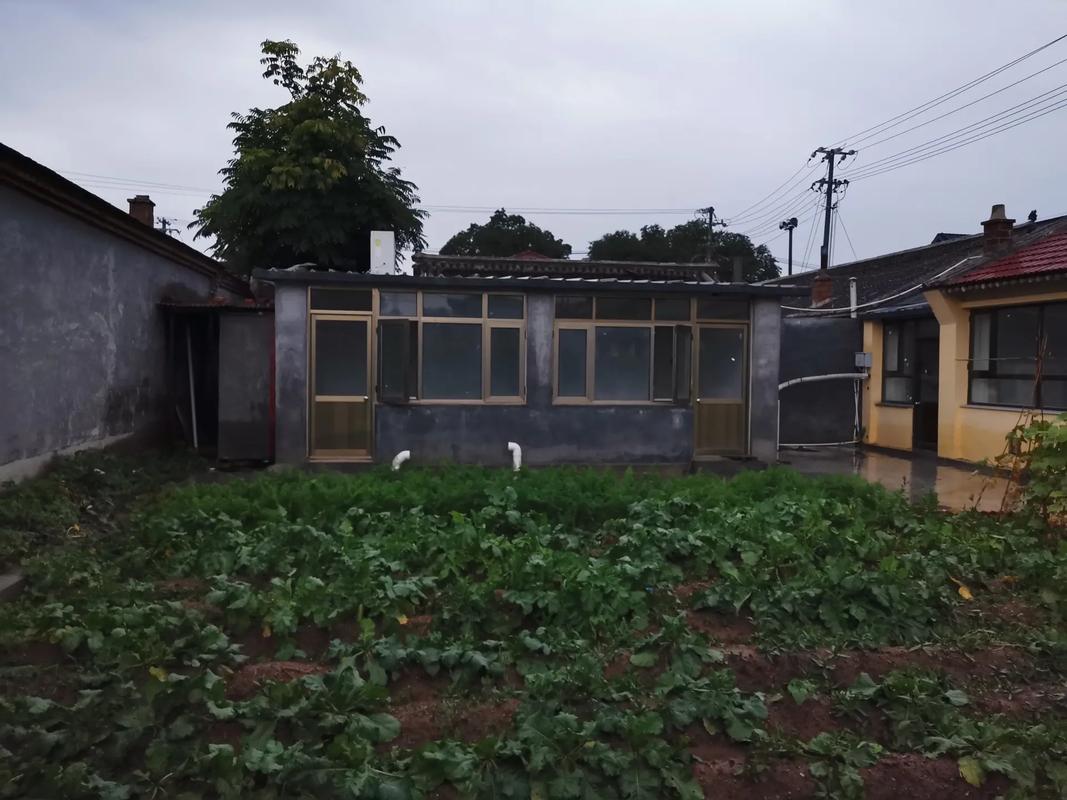 为什么要围墙屋子院子种榆树
