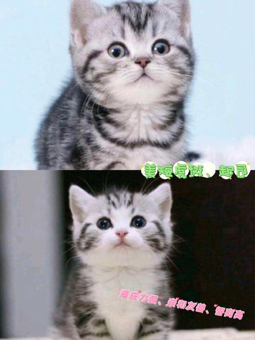 活泼的猫名霸气的宠物的名字大全深受铲屎官喜爱
