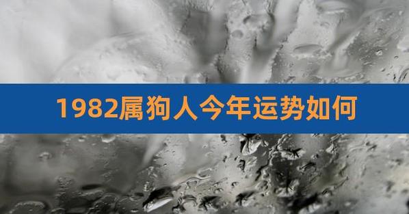 2022年属狗人的全年运势1982出生