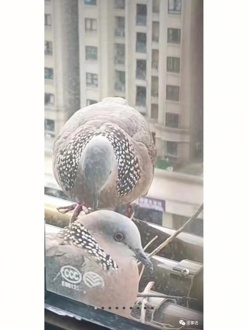 斑鸠来家的预兆