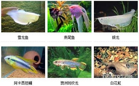 给宠物鱼取好听的名字