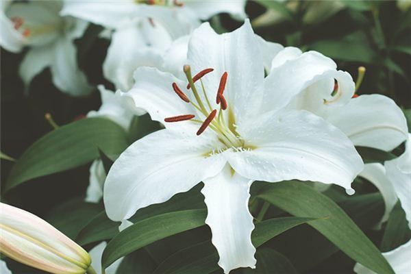 周公解梦大全 梦见百合花