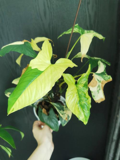 不常见植物花语:花叶芋花语是什么?