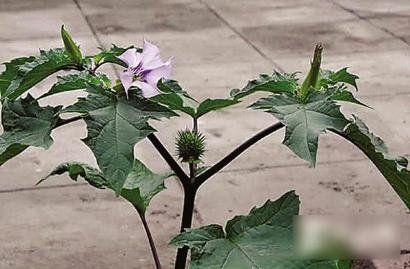 最能代表邪恶的花:曼陀罗