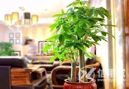 门前摆放什么植物能够招风水
