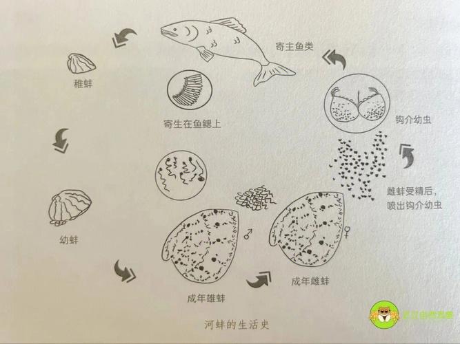 梦见很多河蚌是什么意思