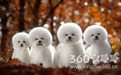 梦见狗难产好不好,好运好运好运?