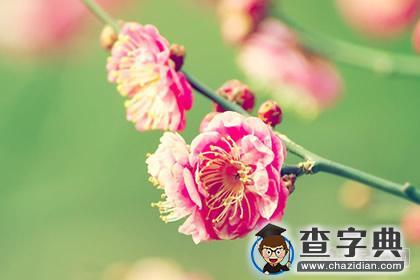 三种情况易自毁桃花风水