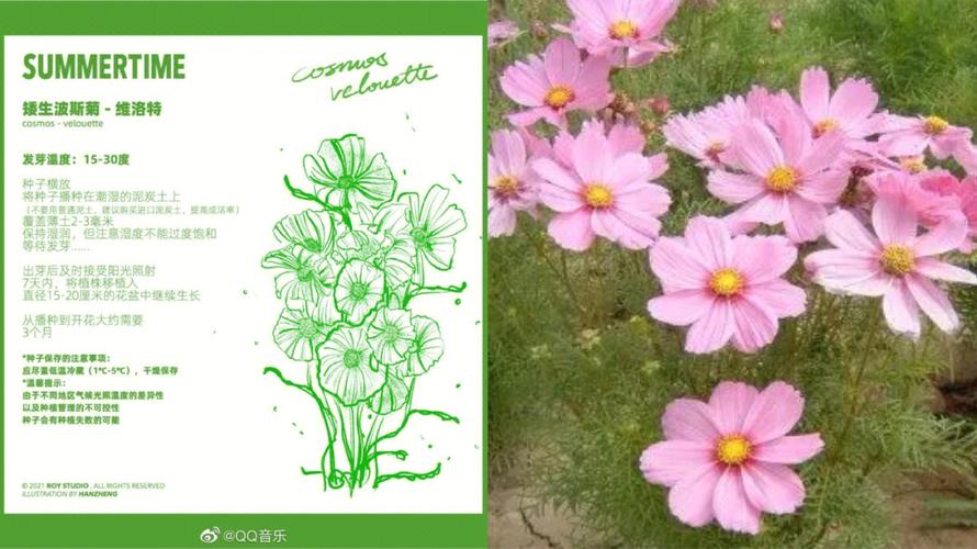 8月6日花语:秋水仙,生日花语单纯