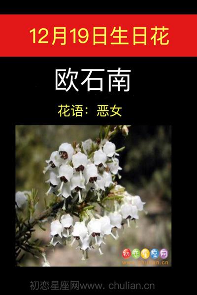12月19日花语:欧石南,生日花语恶女
