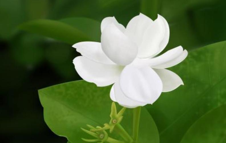 梦见白花周公解梦,梦见白花是什么意思?