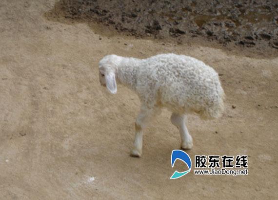 14日出生的羊宝宝命怎样？坎坷一生？