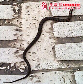 梦见很多蛇在路上