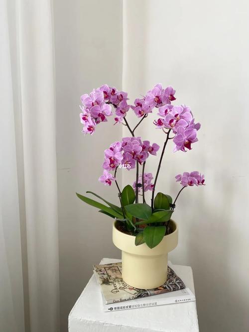 条点蝴蝶兰的花语及象征意义