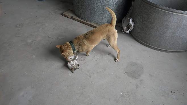 梦见狗以及猫玩老鼠