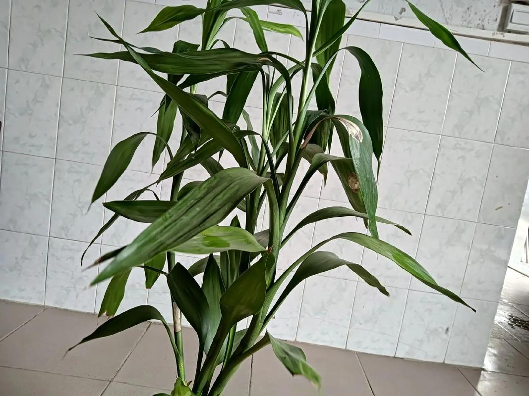 开运竹的寓意