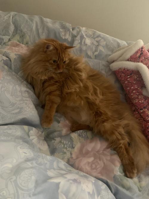 梦见在床上拉屎是什么意思,梦见猫拉屎在床上是什么意思