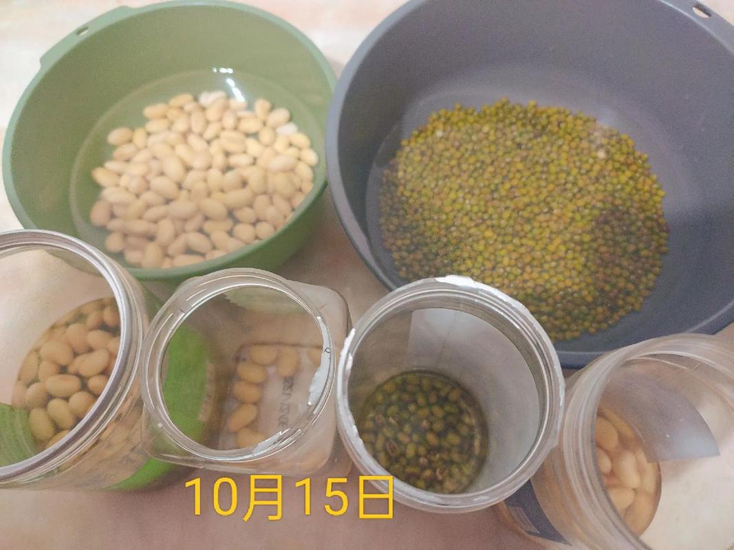 梦见豆在土里发芽了