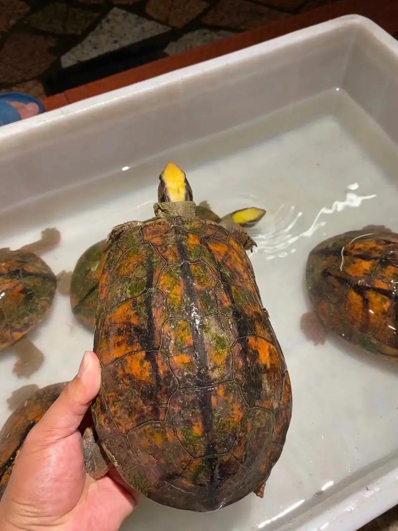 金钱龟能养几只