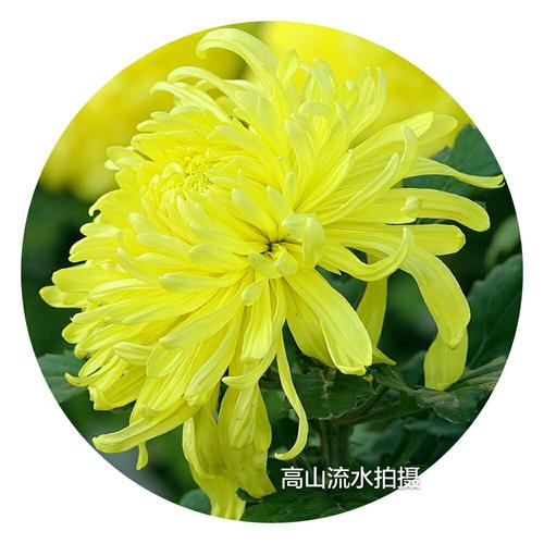 10月13日花语:秋菊,生日花语室内设计