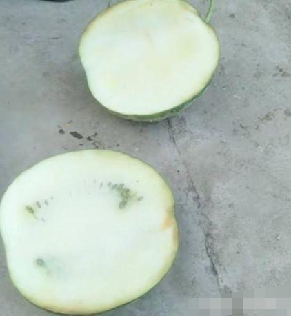 梦见西瓜切开没熟
