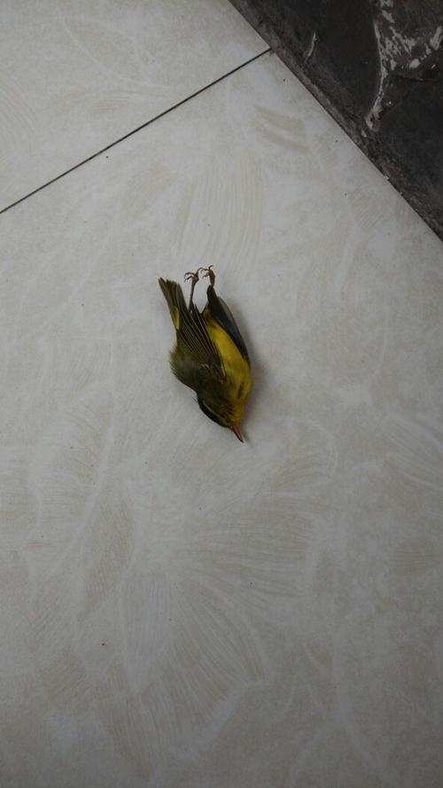 梦见小鸟死了是什么意思是什么预兆