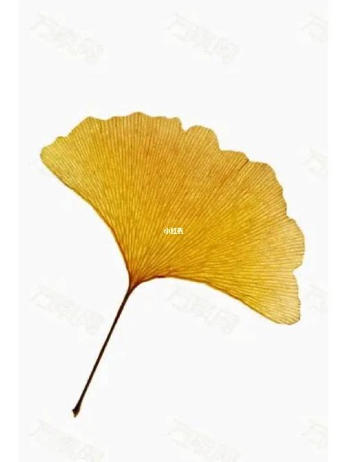 梦到银杏是什么意思
