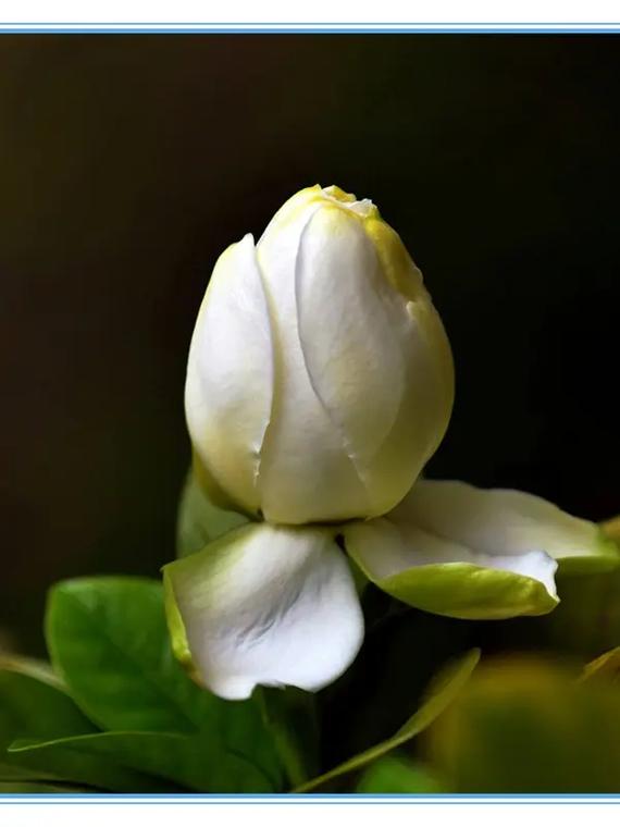 栀子花花语