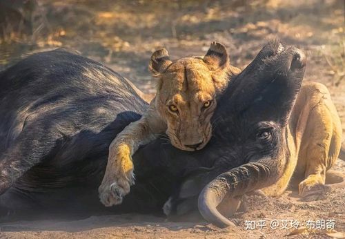 2021年狮子变了 狮子2021大事件