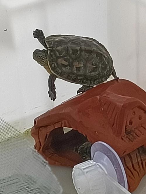 你养龟三年龟养你十年是什么意思