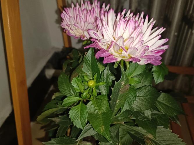 梦见栽花周公解梦，梦见栽花是什么意思？