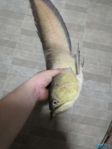 银龙鱼死了是挡灾的吗