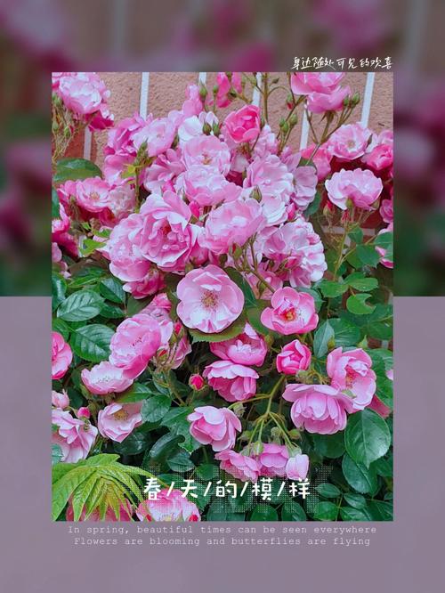 蔷薇花花语是什么?蔷薇花花期